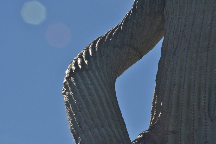 saguaro  with many arms